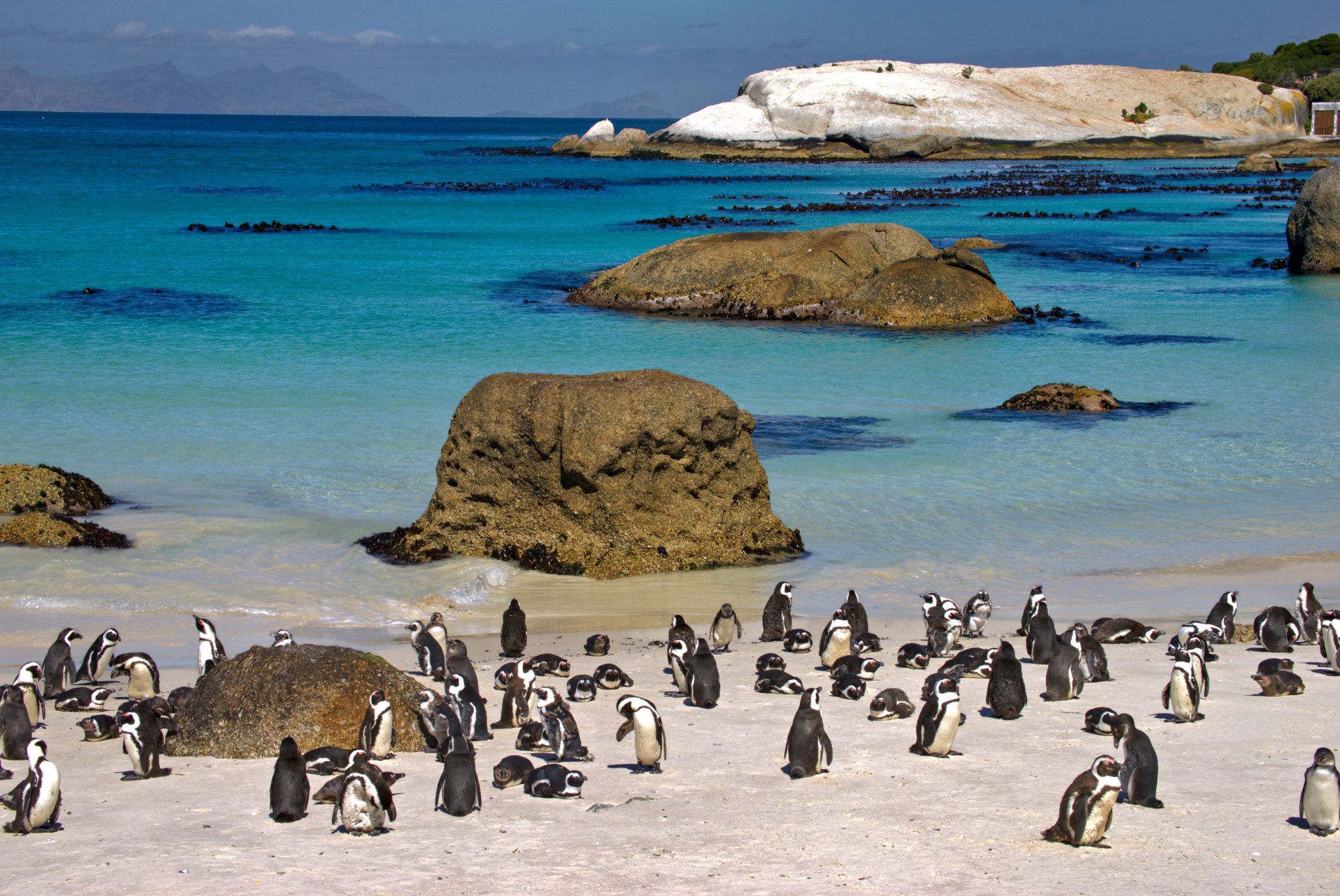 Boulders Beach in Simon's Town